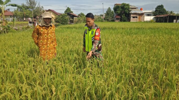 Babinsa Koramil 07/Johan Pahlawan Dampingi Petani Cek Pertumbuhan Tanaman Padi