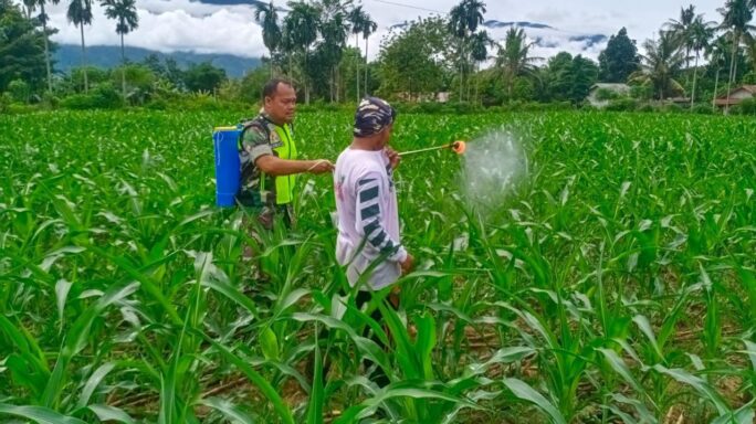 Babinsa Bantu Warga Penyemprotan Tanaman Jagung