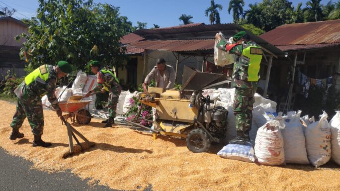 Selalu Ada Bersama Warga Desa Binaan Babinsa Bantu Rontok Jagung