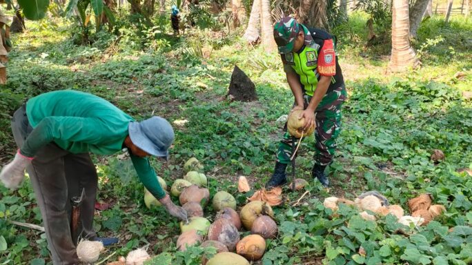 Jalin Kebersamaan Dengan Petani Kelapa, Babinsa 08/Gandapura Bantu Petani Kupas Kelapa.