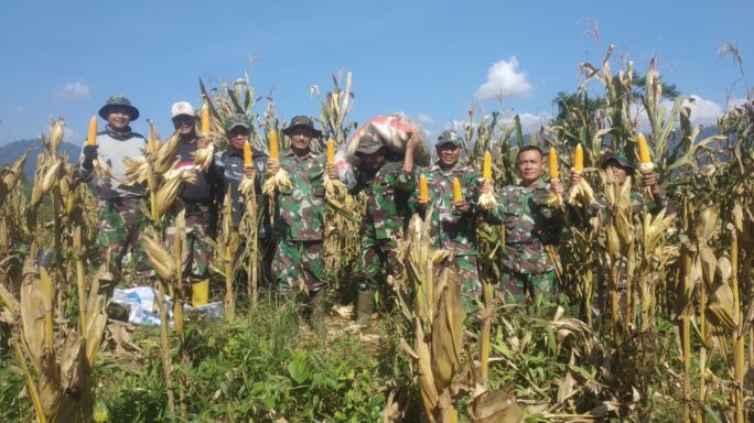 Koramil 01/Bandar: Panen Perdana Jagung Hibrida Program I’M Jagung