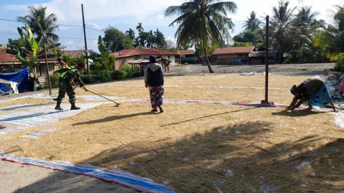 Dukung Swasembada Pangan Babinsa Bantu Petani Jemur Padi