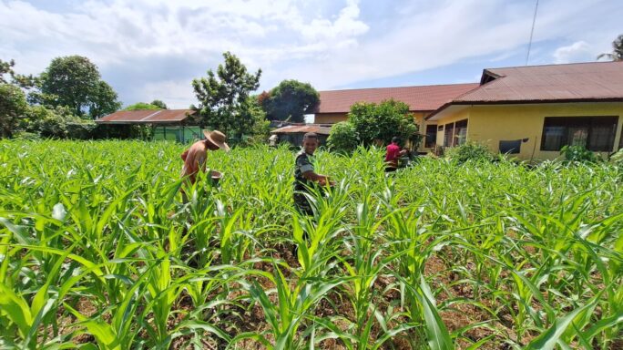 Babinsa laksanakan Pendampingan Bantu Petani Pupuk Tanan Jagung