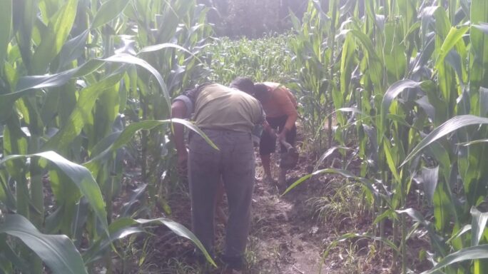 Sukseskan Program I’M Jagong Babinsa Koramil 05/Darul Makmur Rawat Tanaman Jagung