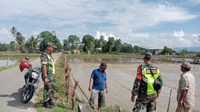 Sukseskan Ketahanan Pangan Nasional Babinsa Koramil 03/Seunagan Timur Laksanakan Komsos dengan Petani