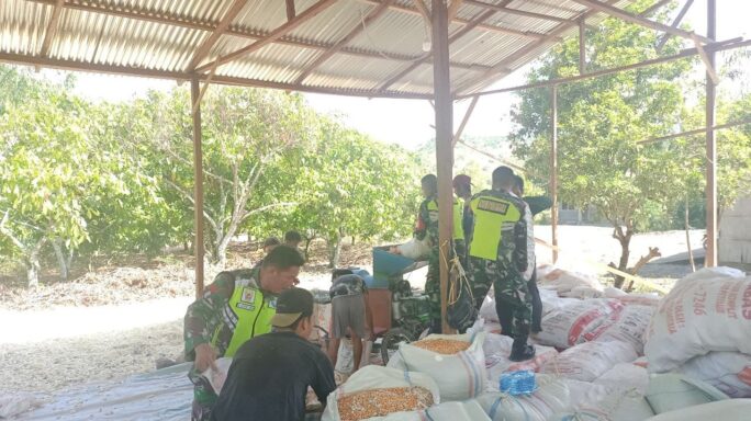 Dengan Penuh Semangat Babinsa Bantu Petani Rontok Jagung