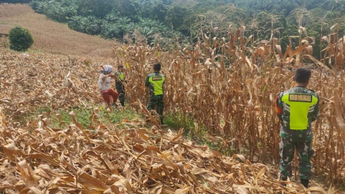 Dukung Swasembada Pangan Babinsa Bantu Panen Jagung