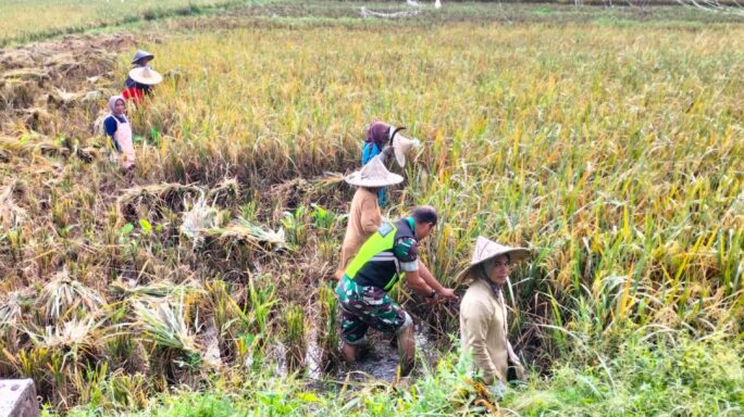 Babinsa Babinsa Koramil 09/Makmur Bantu Petani Panen Padi Secara Manual