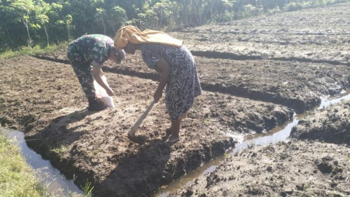 Kebersamaan Babinsa Koramil 04/Meureubo Dengan Petani Menyiapkan Lahan Yang Akan Ditanami Kacang Tanah