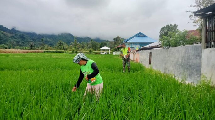 Laksanakan Pendampingan Babinsa Bantu Petani Pupuk Padi