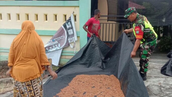 Babinsa Ikut Membantu Warganya Jemur Hasil Panen Cengkeh.