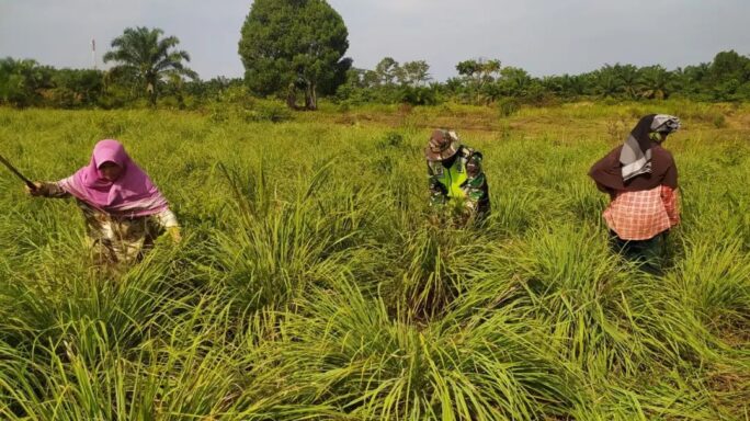 Babinsa Koramil 0118-04/Sultan Daulat Melaksanakan Komsos Dengan Petani Serai