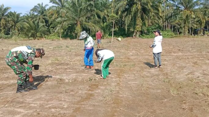 Babinsa Koramil 01/Simpang Kiri Bantu Petani Tanam Jagung