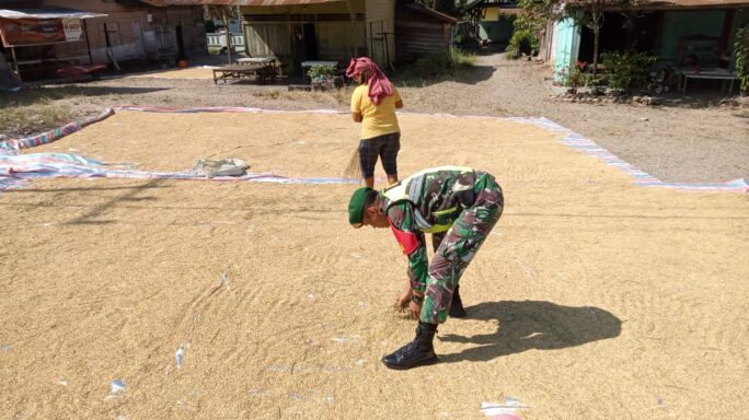 Jaga Silaturahmi Babinsa Bantu Petani Jemur Padi.