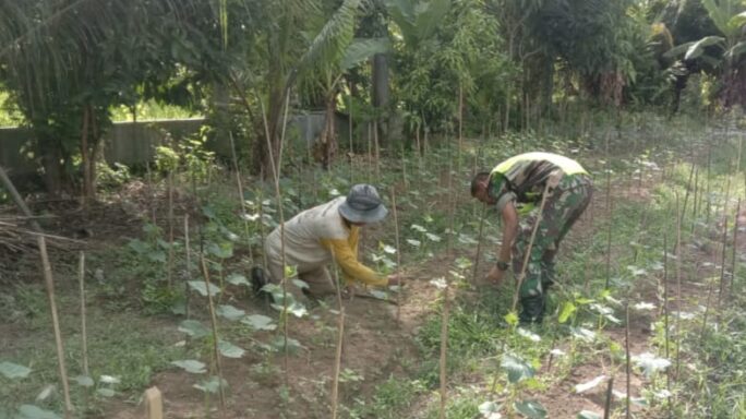 Disuasana Ramadhan, Babinsa Mutiara Tatap Semangat Dampingi Petani Merawat Timun