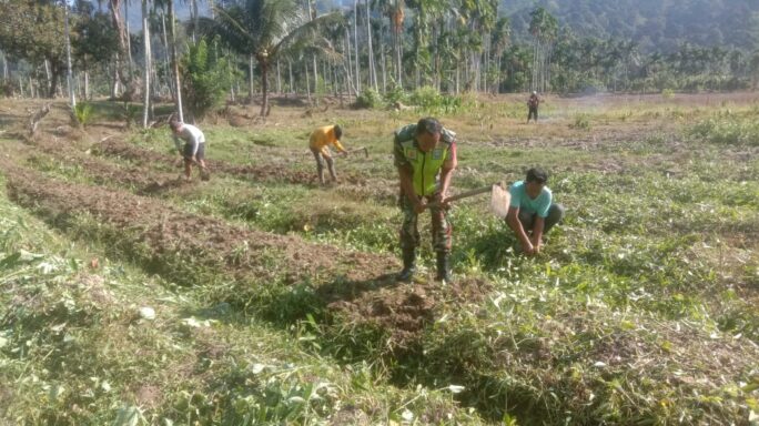 Babinsa Posramil Ketambe Bantu Warga Binaan Buat Bedeng Cabe