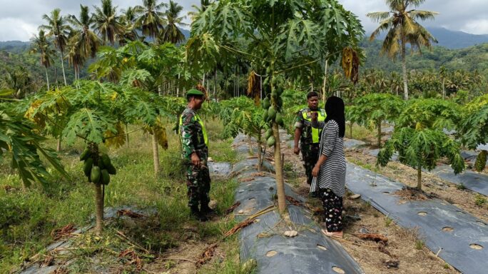 Beri Motivasi Dan Pendampingan Babinsa Sambangi Petani Pepaya Madu