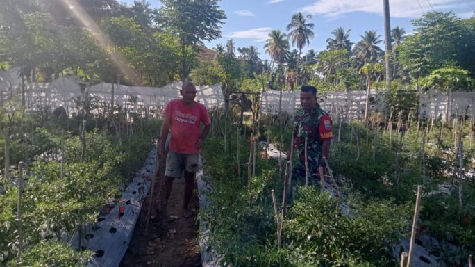 Tingkatkan Kesejahteraan Petani Babinsa Bantu Perawatan Tanaman Cabe