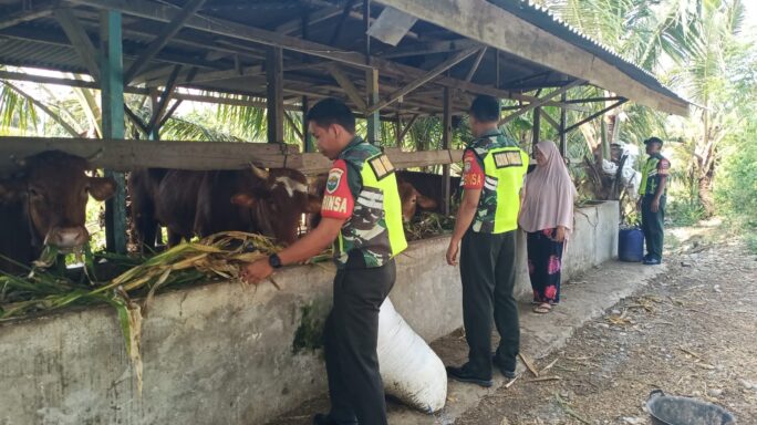 Wujudkan Kepedulian, Babinsa Bantu Warga Pemberian Pakan Ternak Sapi