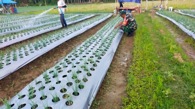 Babinsa Peukan Baro Bantu Masyarakat Tingkatkan Ketahanan Pangan