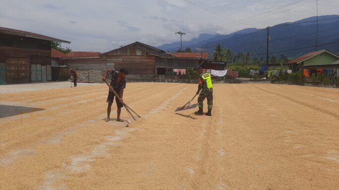 Dukung Ketahanan Pangan Babinsa Bantu Petani Jemur Padi