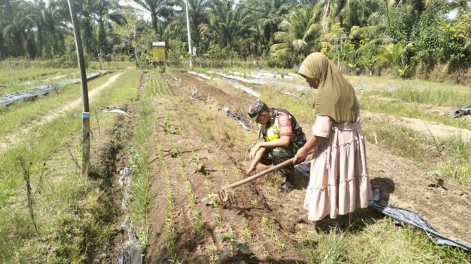 Babinsa Koramil 04/Meureubo Bantu Petani Bersihkan Gulma Rumput Liar 