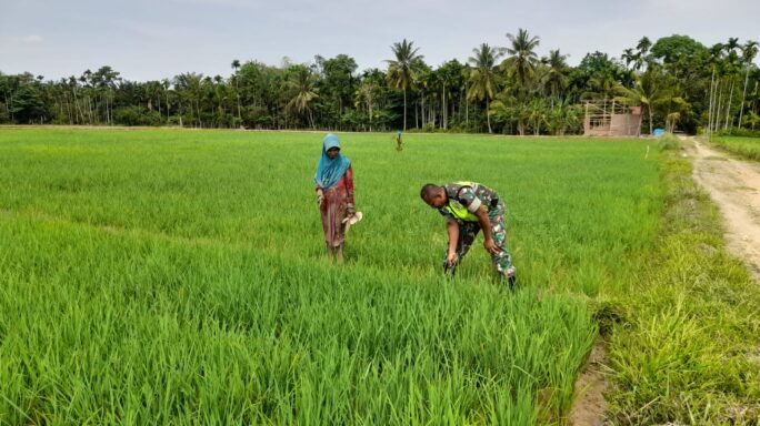 Wujudkan Ketahanan Pangan, Babinsa 28/Prt Bantu Petani Bersihkan Rumput dan Gulma