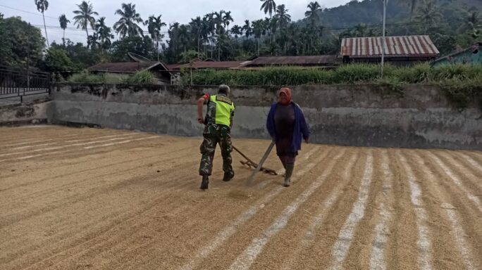 Jaga Ketahanan Pangan Babinsa Bantu Jemur Padi Di Desa Binaan.