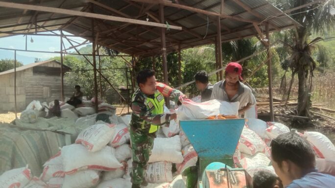Panen Jagung Usai Babinsa Bantu Petani Rontok Jagung