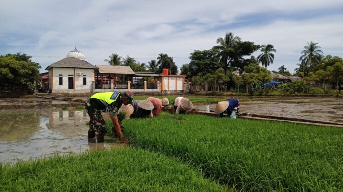 Semangat Babinsa Koramil 02/Samalanga bantu petani cabut benih padi