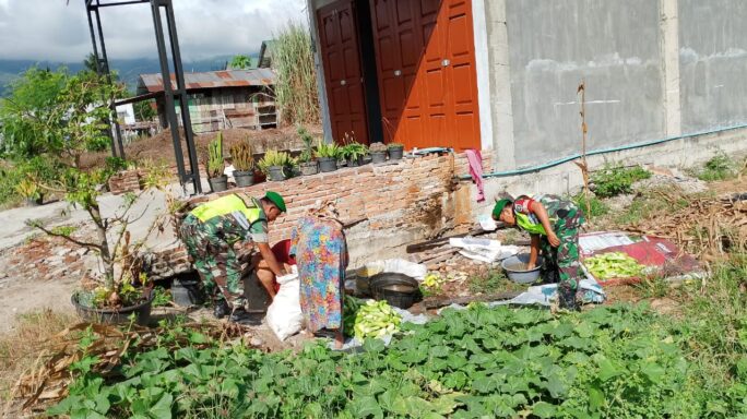 Selalu Ada Ditengah Warganya Babinsa Bantu Petani Panen Timun