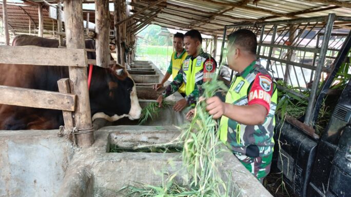Sambangi Peternak Sapi, Babinsa Himbau Kebersihan Kandang.