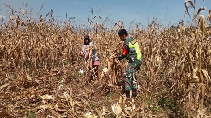 Sukseskan Swasembada pangan Babinsa Bantu Panen Jagung