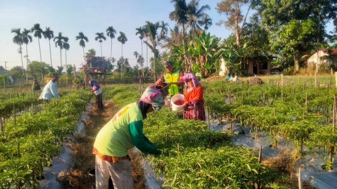 Babinsa Bantu petani Panen Tanaman Cabe