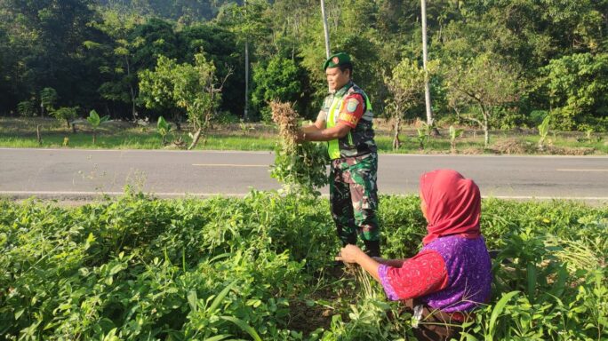 Babinsa Posramil Ketambe Bantu Petani Panen Kacang Tanah