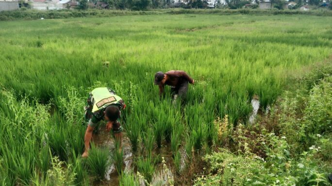 Wujudkan Swasembada Pangan, Babinsa Bantu Petani Bersihkan Rumput Gulma Padi