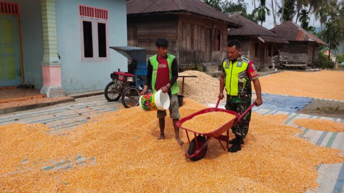 Jaga Swasembada Pangan Babinsa Bantu Petani Jemur Jagung