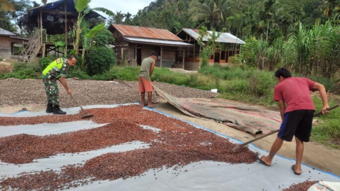 Peduli Dengan Warga Desa Binaan Babinsa Bantu Jemur Hasil Panen Coklat