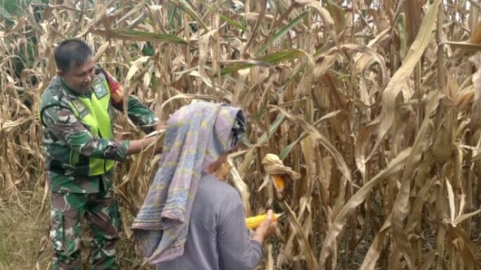 Aktif Bersama Petani, Babinsa Bantu Panen Jagung.