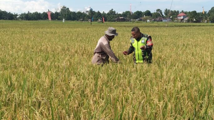Babinsa Posramil Suka Makme Dampingi Petani Cek Bulir Padi yang siap Panen