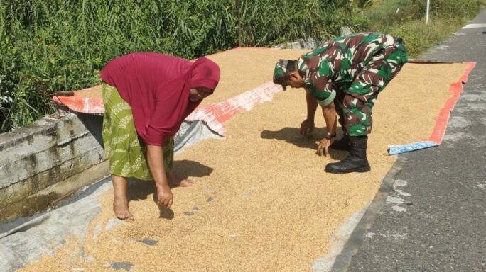 Babinsa Koramil 04/Meureubo Bantu Petani Jemur Padi Hasil Panen