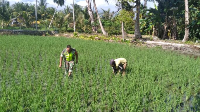Babinsa Terjun ke Sawah Bantu Petani Penyiangan Rumput