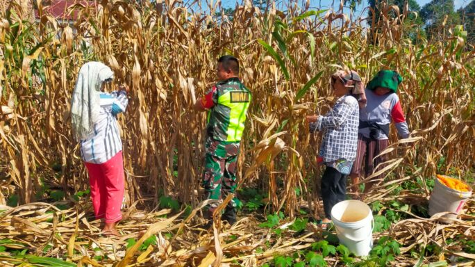 Babinsa Bantu Panen Jagung Petani Wujudkan Ketahanan Pangan
