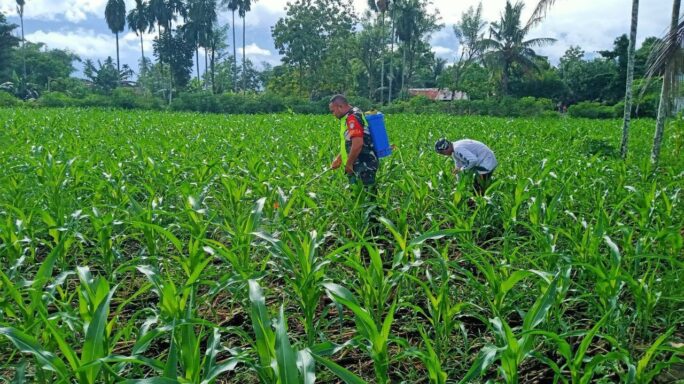 Dampingi Petani Babinsa Bantu Semprot Hama Tanaman Padi Dan Jagung