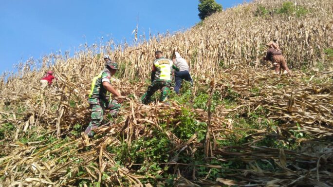 Jaga Hubungan Harmonis Babinsa Bantu Warga Panen Jagung.   