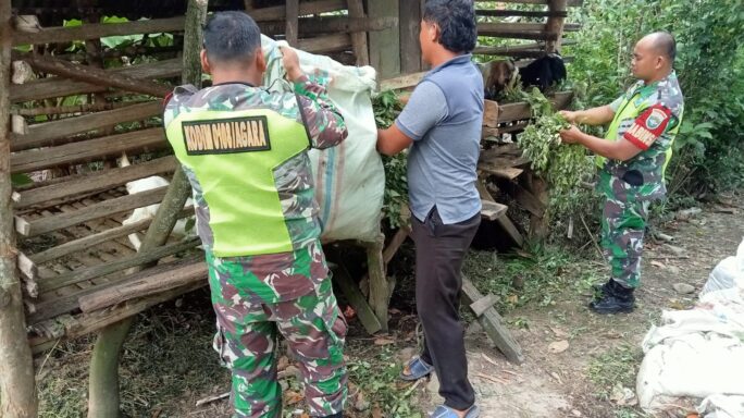 Tingkatkan Potensi Wilayah Babinsa Dampingi Peternak Kambing