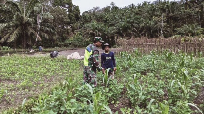 Serka Parno Dampingi Petani Cek Pertumbuhan Tanaman Kedelai