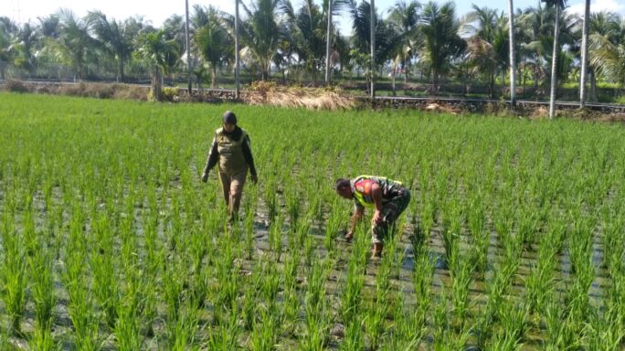 Terjun Langsung ke Sawah, Babinsa Bantu Petani cabut Rumput