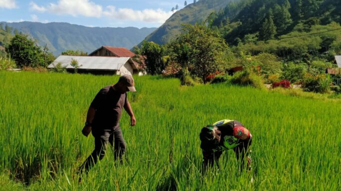 Antisipasi Masalah Pertanian, Babinsa Koramil 01/Lut Tawar Cek Sawah Warga.