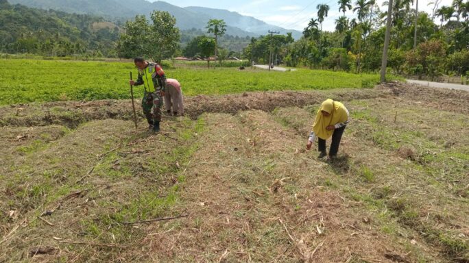 Laksanakan Pendampingan Babinsa Bantu Petani Tanam Jagung